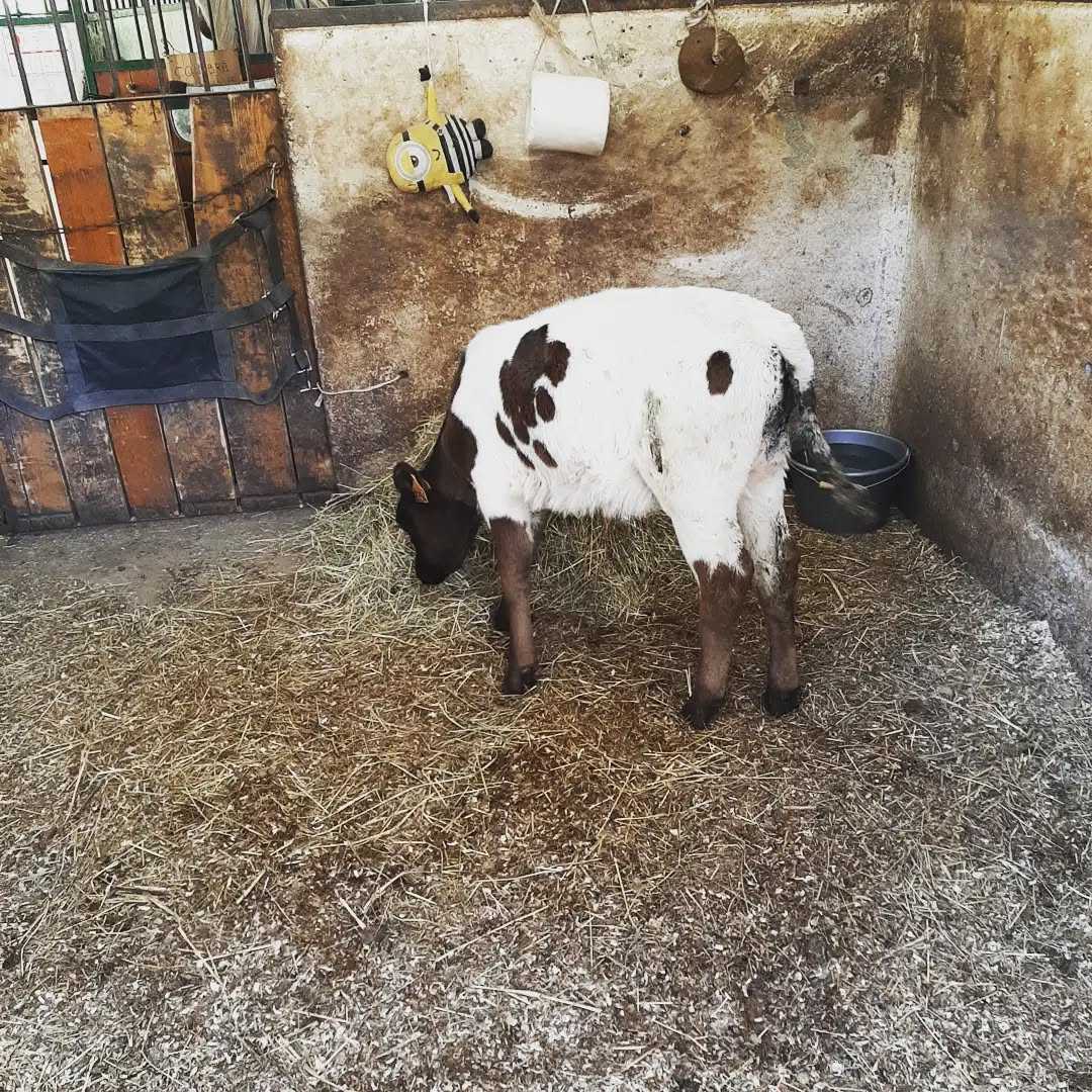 🐄 Bienvenue à la Nouvelle dans la famille des écuries du Cha'let (petit cadeau pour l'inauguration) ! À vos claviers pour un prénom en S pour cette demoiselle ! 🥰

➡️ Smarties 💖