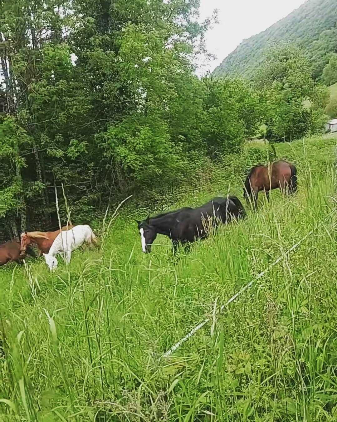 🦄 C'est parti, lâché des fauves ! 💝
Bonne nouvelle pour les loulous qui sont les plus heureux du monde, moins bonne pour vous qui serez obligés d'aller les chercher au parc.
Pensez à vous arrêter au tableau pour savoir qui vous montez, prendre un licol et demandez à qui vous amène au cheval de vous emmener au chalet des chasseurs ! 😉
Candice, Chloë et Laetitia seront là pour vous aider si besoin évidemment.

Les chevaux du bas sont le parc en haut à gauche, les chevaux derrière le manège sont dans le prés du virage et les poneys eux seront dans leur paddock habituel (eux vivent leur belle vie dans un parc à Épagny donc on va les chercher en camion)

🐎💖