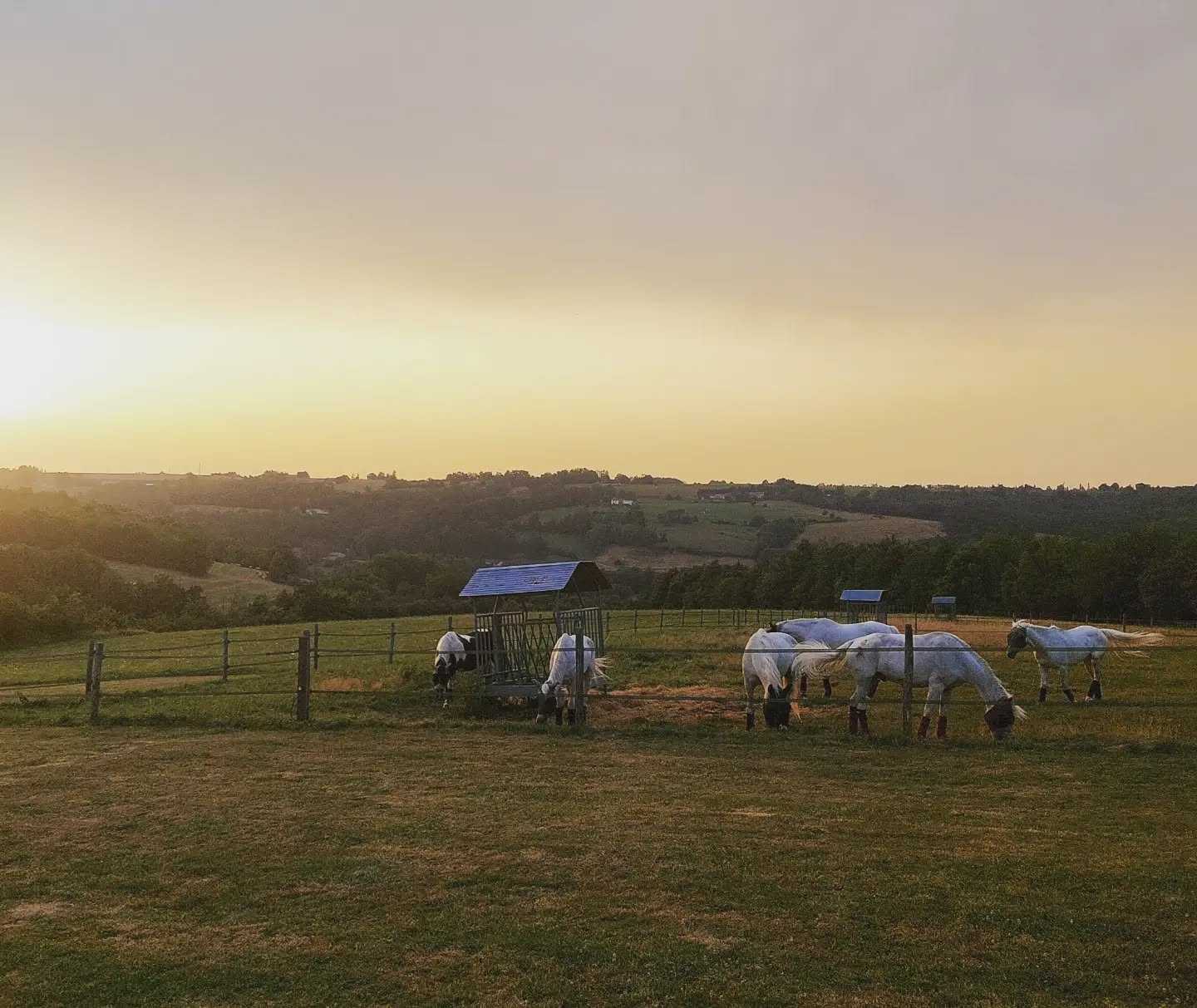 😎 Vacances pour toutes les écuries !! 🐎
Jouez le jeu : interdit de venir voir les chevaux et les poneys pour leur faire une vraie coupure, même pour une friandise ! 🤗
Merci à vous et on se retrouve la semaine du 11 septembre ! 🫶🏼