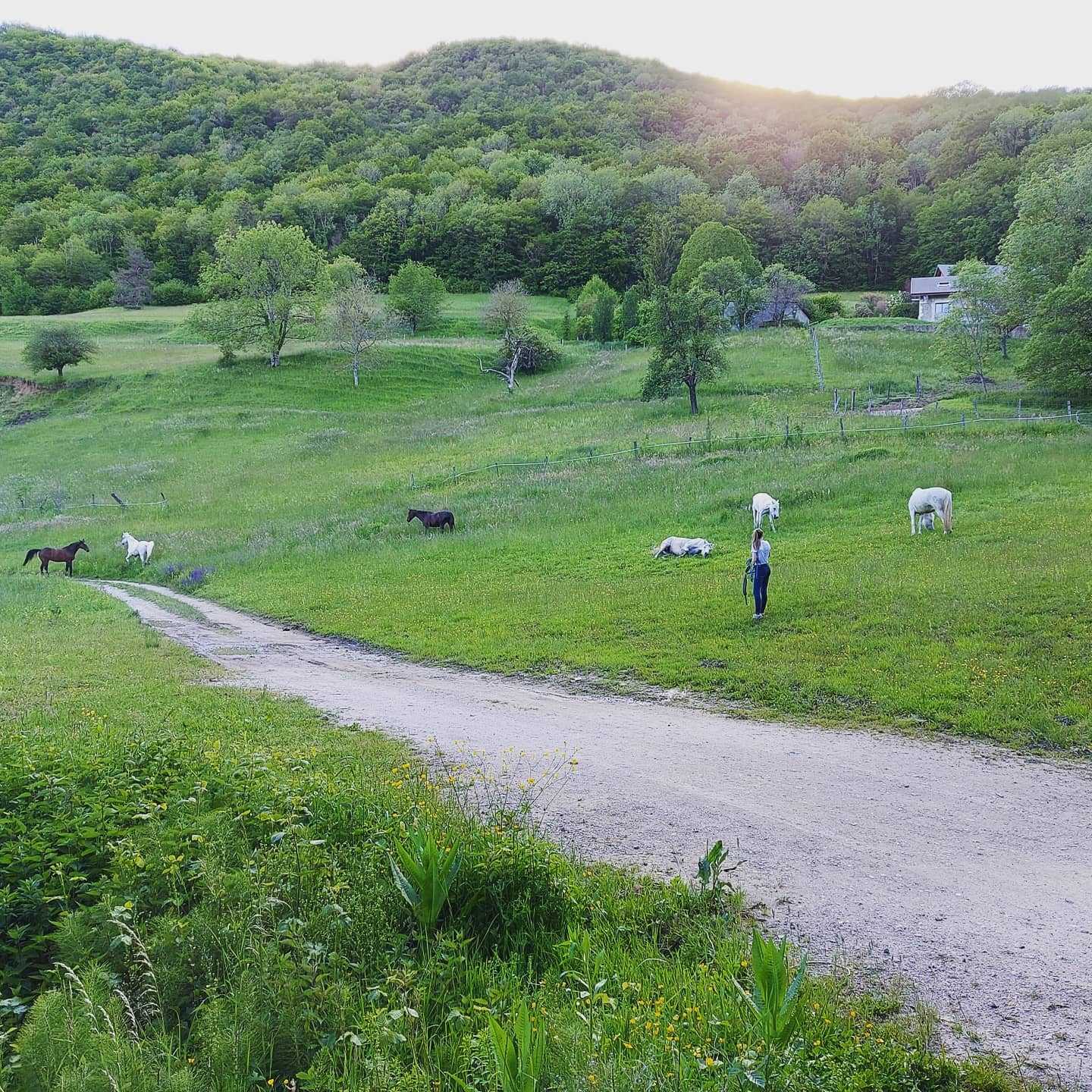Et voilà on commence l'été , enfin ! 🌞
Lâché de poneys, trop contents ! 🐴🤩😍🥰

P.S. : pensez à venir un peu plus tôt avant vos cours pour aller les chercher au parc ! 😉