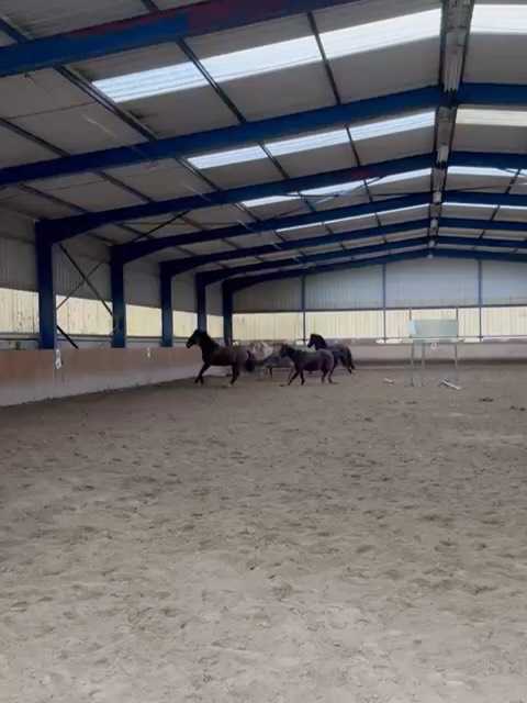 Deux salles, deux ambiances 🐴
Manège quotidiennement, box paddock en troupeau,la belle vie des chevaux de proprio ! ✨
Des places sont disponibles ! 🤗
#annecy #epagny #ecurie #pensionequestre #cheval